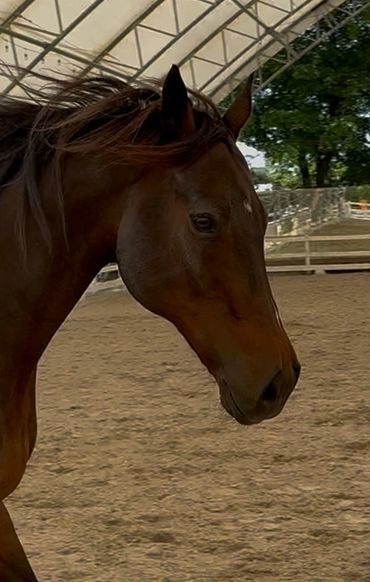 Close-up of a brown horse's head inside a covered arena.