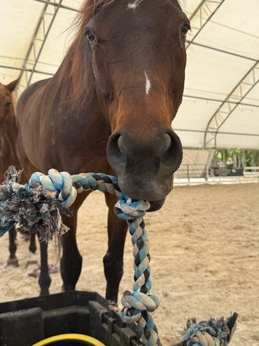 A brown horse holding a knotted blue and white rope in its mouth inside a covered arena.
