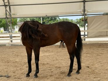 A brown horse bending its neck to scratch its body in a sandy enclosure.