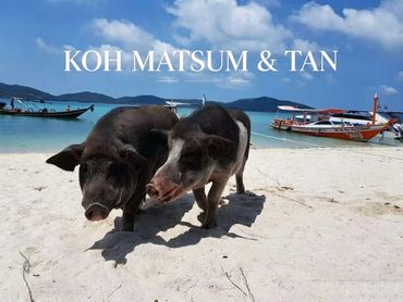 海滩上的两只小猪和远处的船只。
