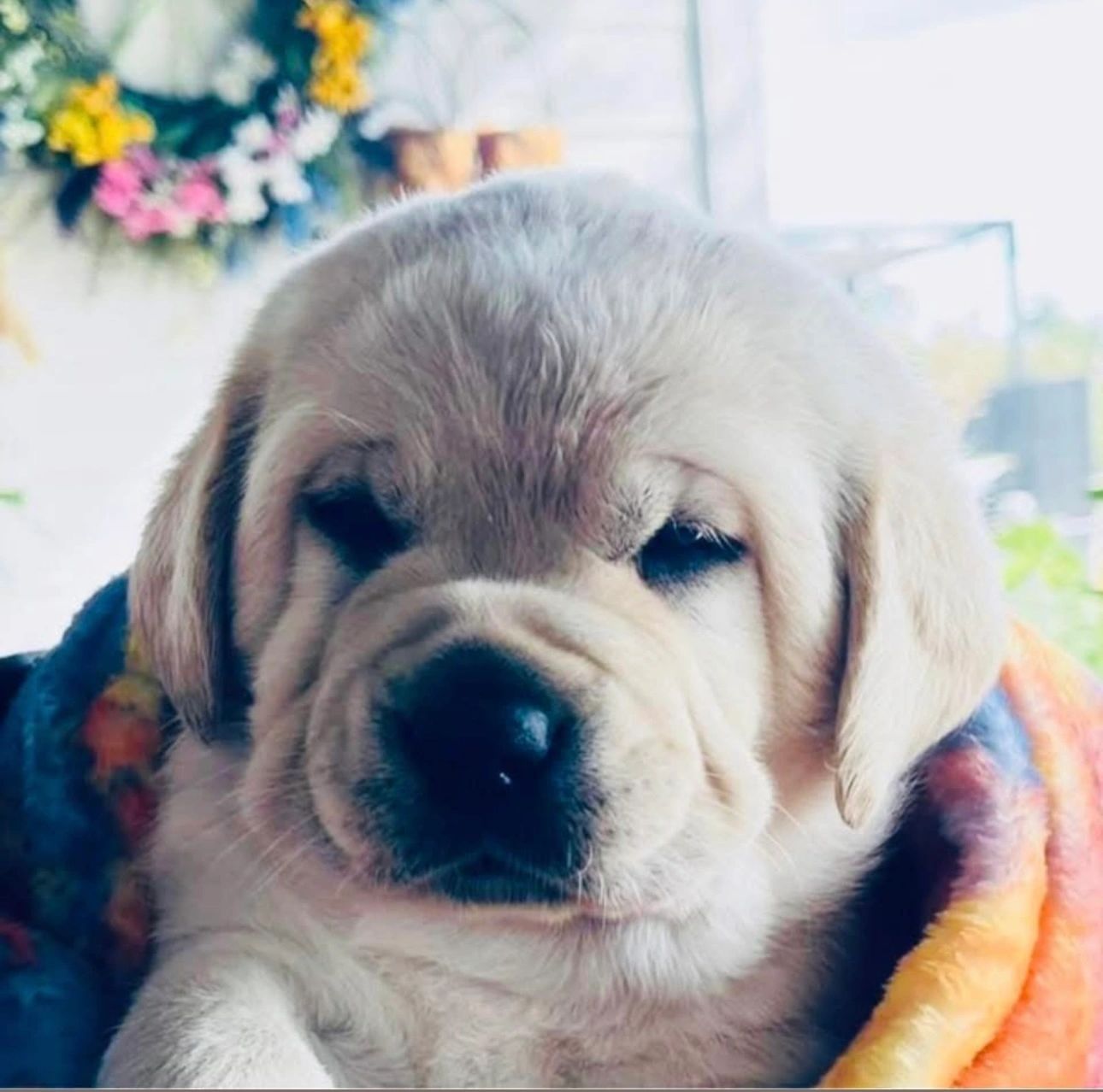 Puppies are raised in our home, making it an easy transition to the new working family's schedule.