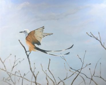  “Into the Wind”
scissor tailed flycatcher
16 x 20 
Oil on cradled board.
​SOLD 