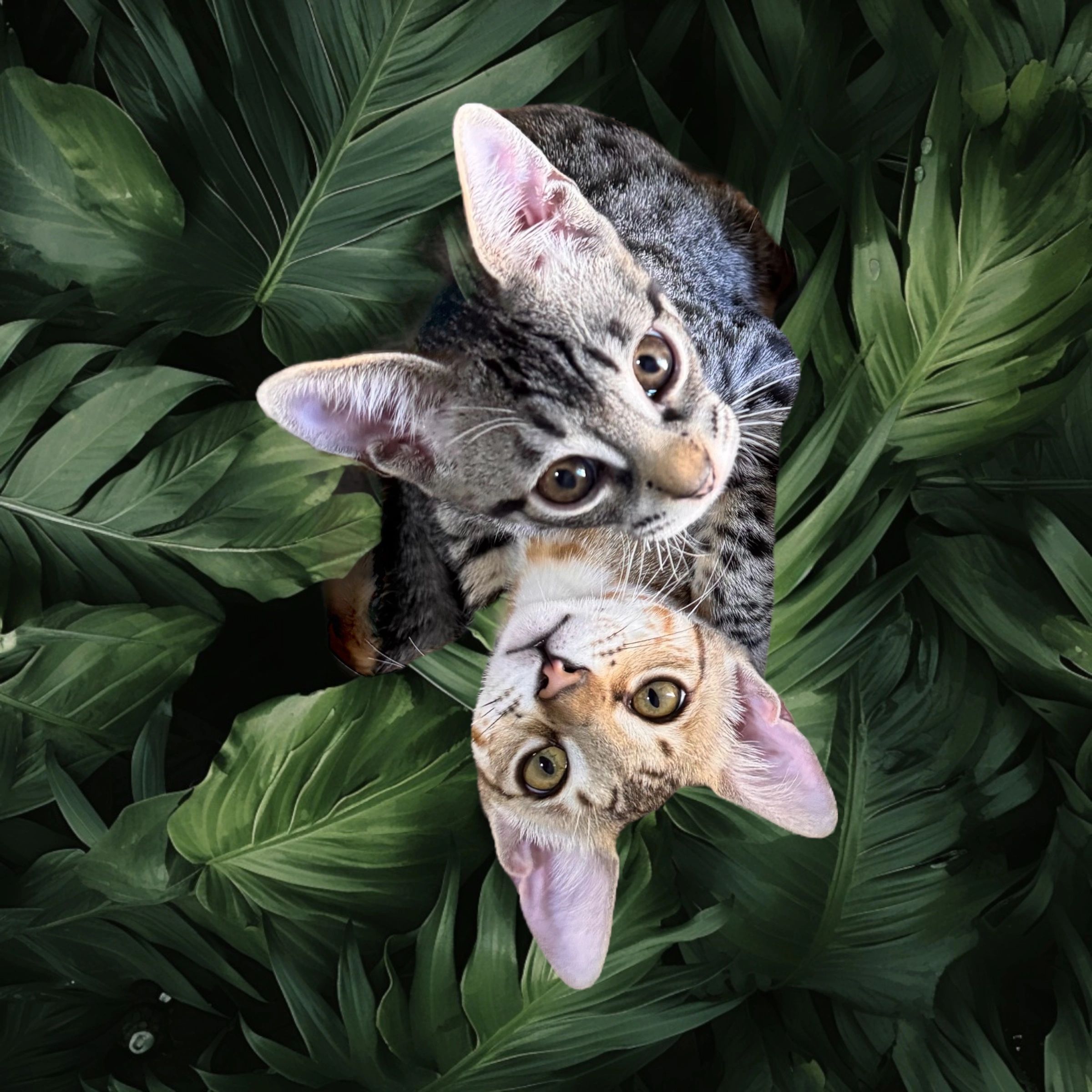 LV HYBRIDS LAS VEGAS SAVANNAH CATS FOR SALE TICA REGISTERED ETHICAL SAVANNAH CAT BREEDER