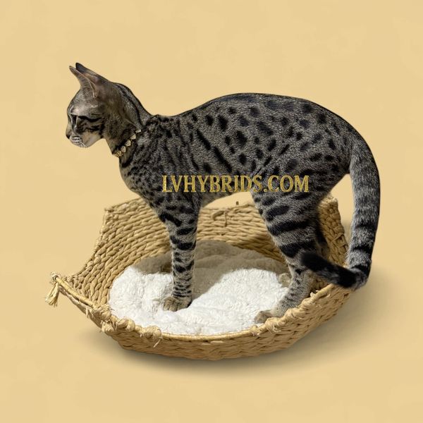 Shop LVHybrids Cattery trusted source for Savannah kittens for sale and Savannah cats for sale