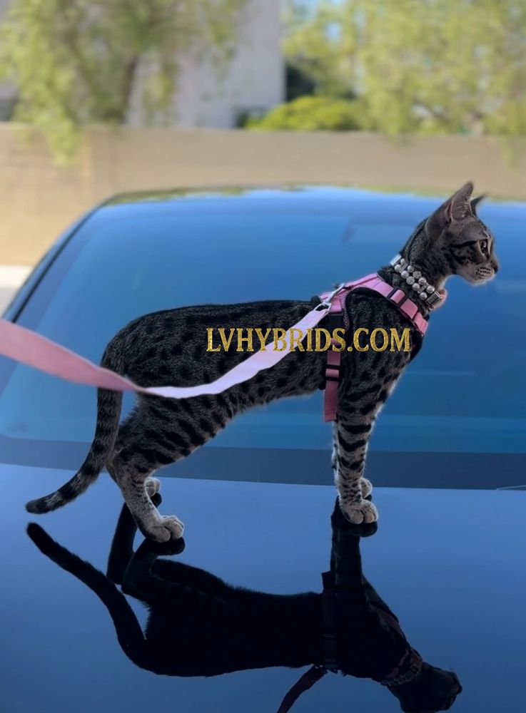 Savannah kitten for sale LVHYBRIDS Las Vegas cat breeder luxury Savannah cattery ForeignBengal