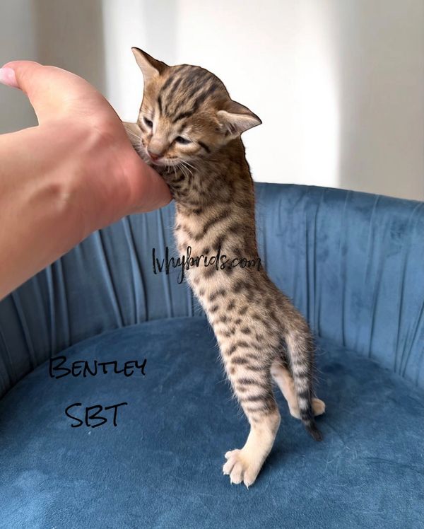 LVHybrids Savannah Cattery – Purebred Savannah Cats & Kittens for Sale Nationwide LV HYBRID CATS