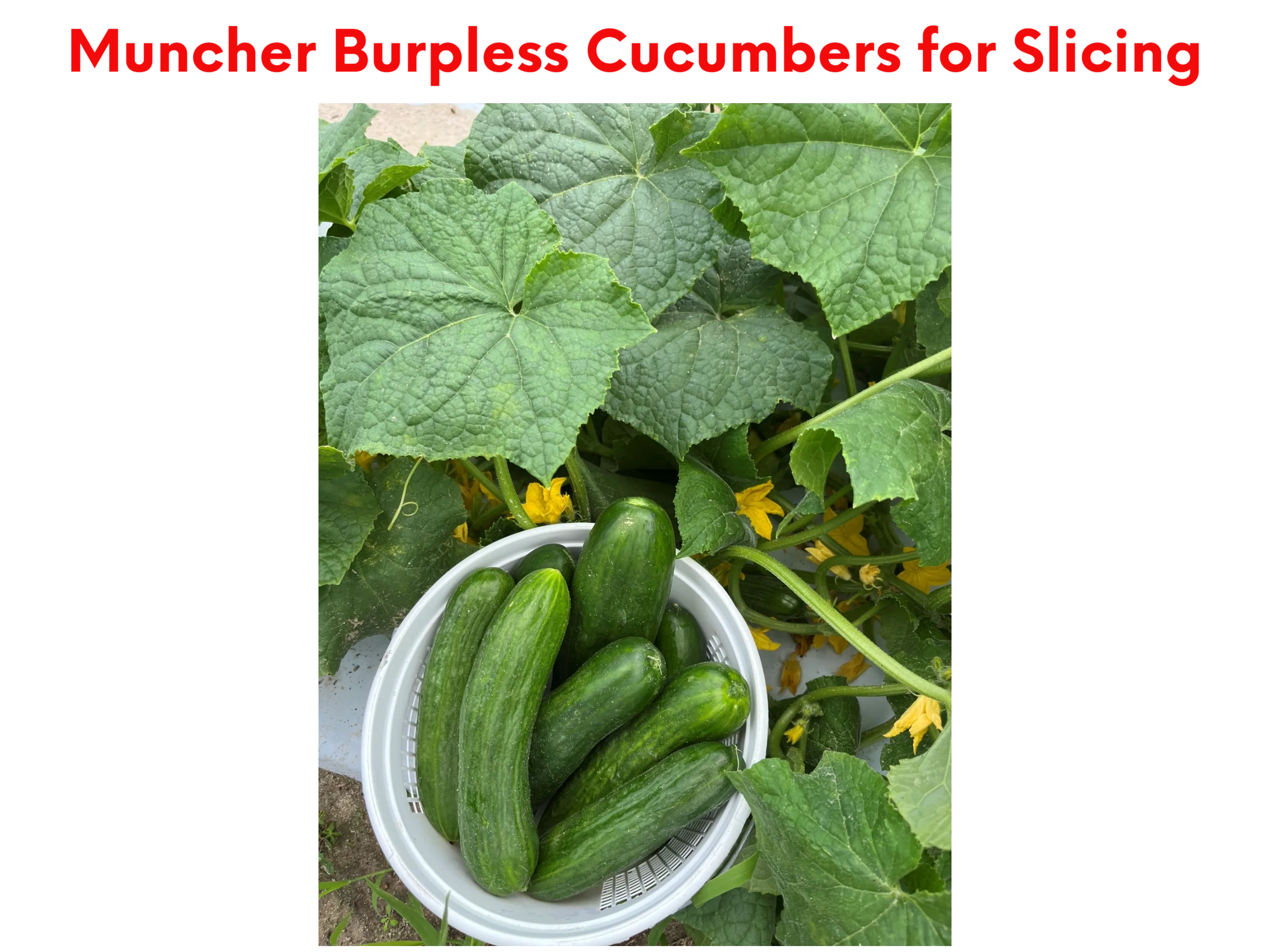Muncher Burpless Cucumbers for Slicing