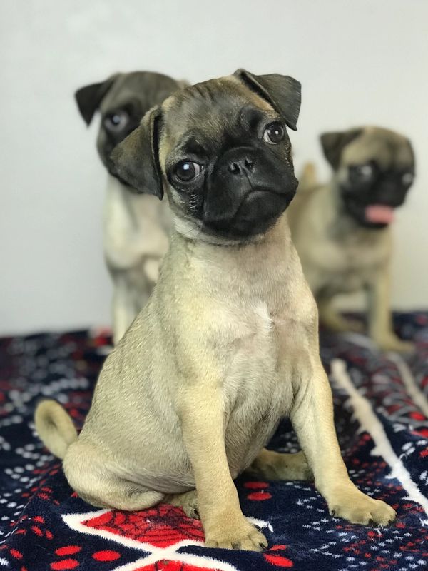 pug puppies for sale 
