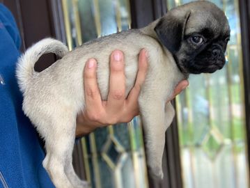 fawn pug puppy for sale in houston, puppies for sale pugs