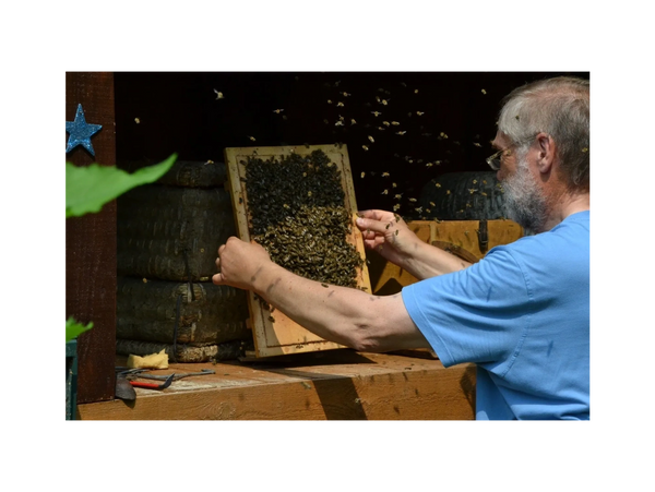 Reinhard Mikat der auf eine Bienenwabe mit besetzten Bienen schaut
