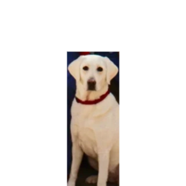 Indie, mascot for Jim Flores and Son Plumbing, Inc. in Santa Barbara, CA
