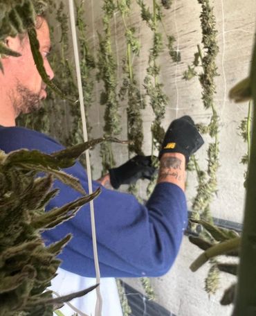 King of Greens from Pirate Farms NY Cannabis hang drying some Miracle Alien Cookies MAC1 plants