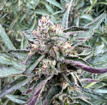 Pirate Farms NY Cannabis NY Canna Strawberry Cheesecake cannabis plant