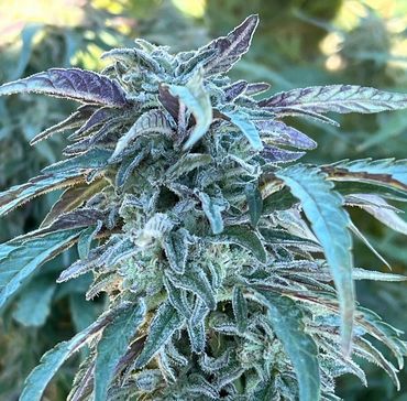 Pirate Farms NY Cannabis NY Canna Miracle Alien Cookies MAC! Cannabis plant