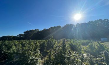 NY Canna , Frosty Bud Farms and Pirate Farms Cannabis Field
