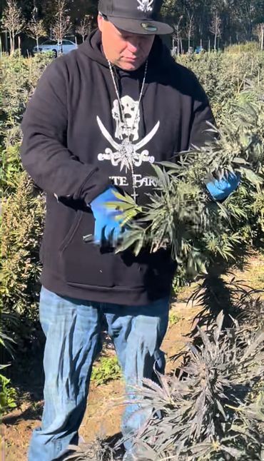 James Diaz Jesus Justice Owner & C.E.O. Of Pirate Farms NY Cannabis harvesting Island Diesel plants
