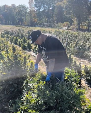 James Diaz Jesus Justice Owner & C.E.O. Of Pirate Farms NY Cannabis harvesting some Piff plants
