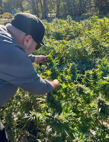 The Chosen 1 Genetics from Pirate Farms NY Cannabis harvesting some Blueberry plants