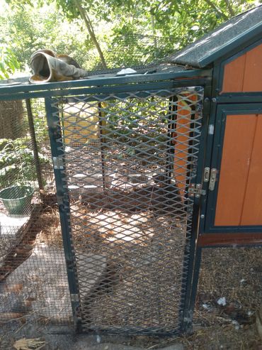 Chicken Coop