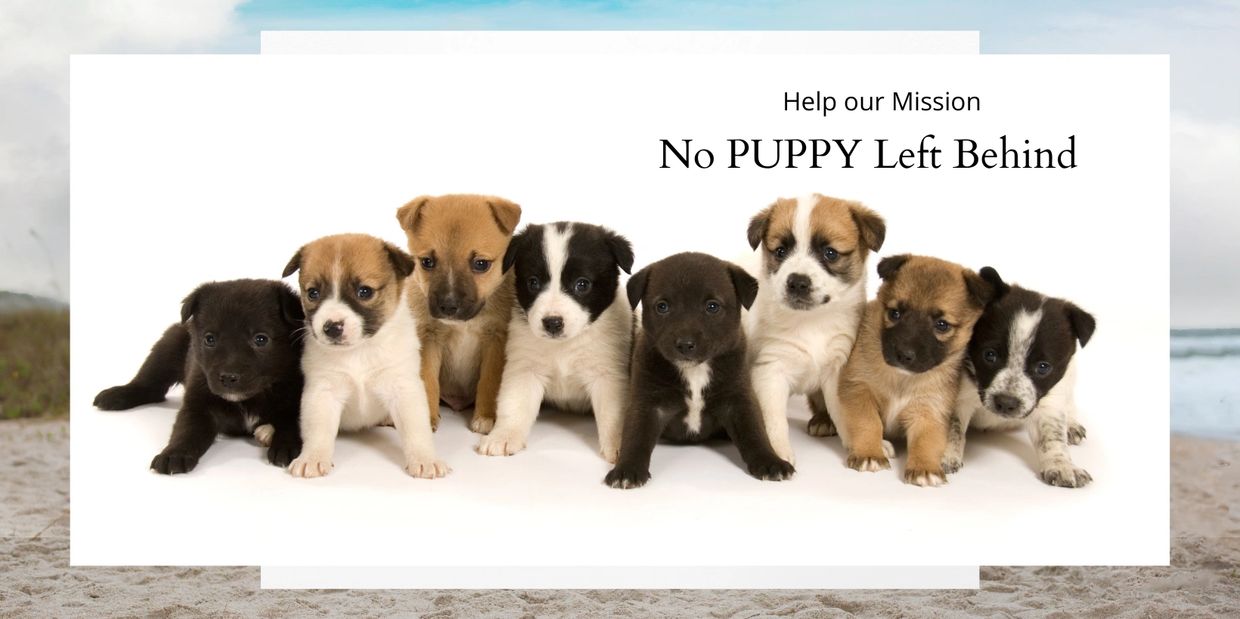 Eight adorable puppies lined up with a message for puppy adoption.
