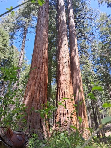 500 year old sequoia trees in Tahoe national forest
