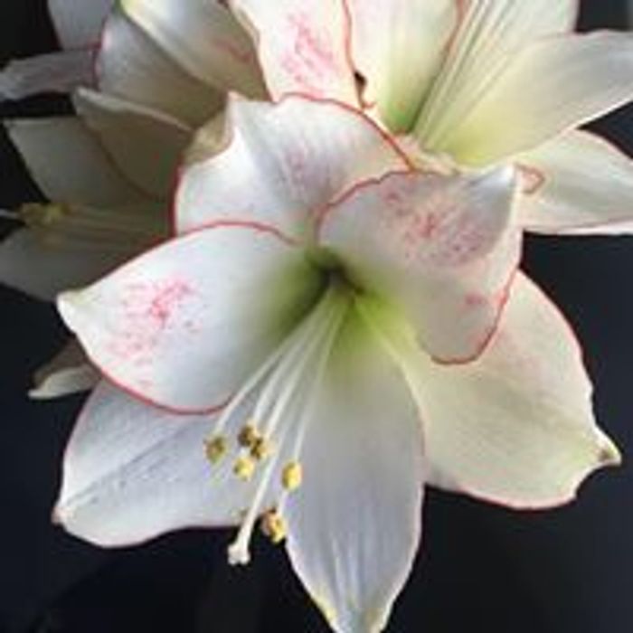 Quality Amaryllis bulbs ready to grow!