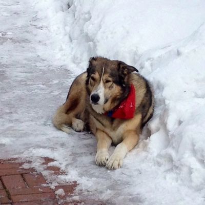 Beloved pet in his snow element