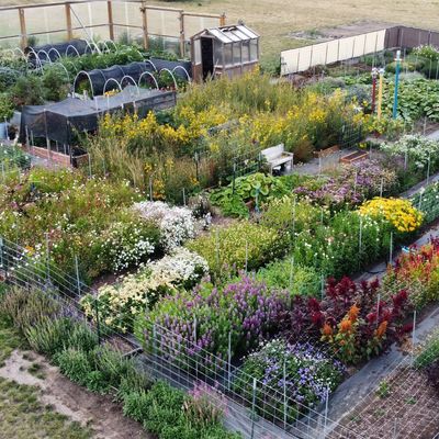 Colorful garden with various flowers and plants.