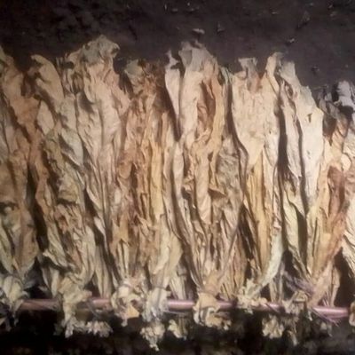 Hand Pick Virginia Tobacco - Gloden Leaves