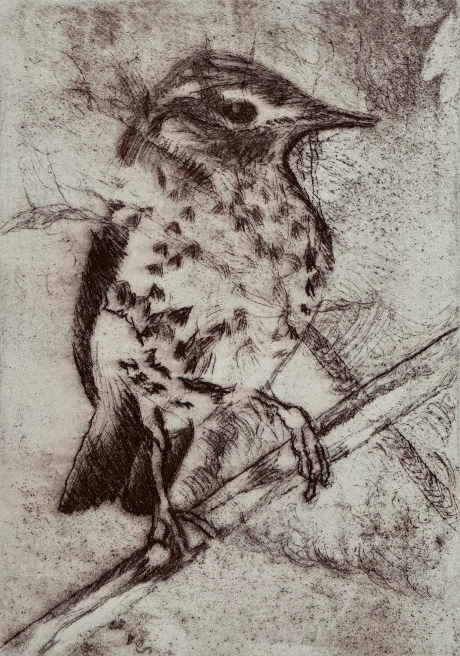 drypoint image of a Wood Thrush