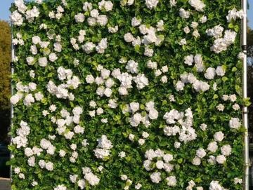 Wall covered in white roses and green leaves.