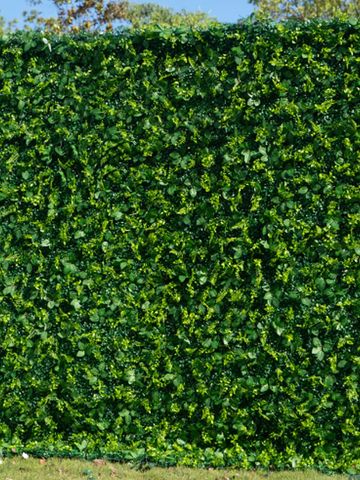 A lush green ivy-covered wall under a clear sky.