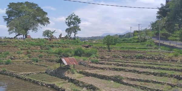 Wonosobo Indonesia - Terraced Farming