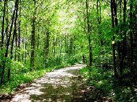 Photo of a forest path depicting the ability to enjoy life without anxiety or depression