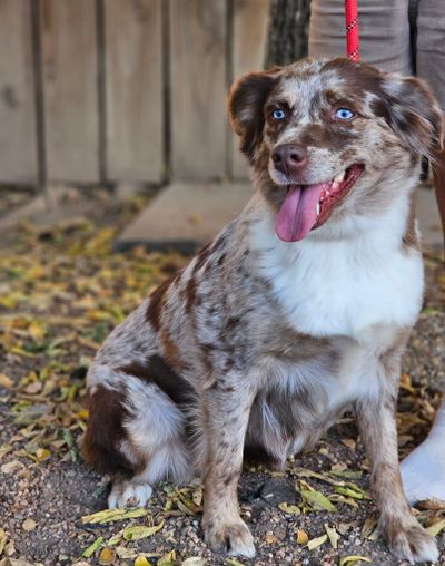 A Miniature Australian Shepherd Red Merle Female Sitting