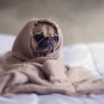 Sick dog in the blanket is taken care of in the pet hospital