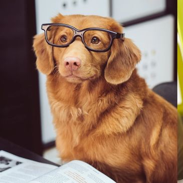 Smart Dog represents a science-based approach to treating pet illnesses in the clinic