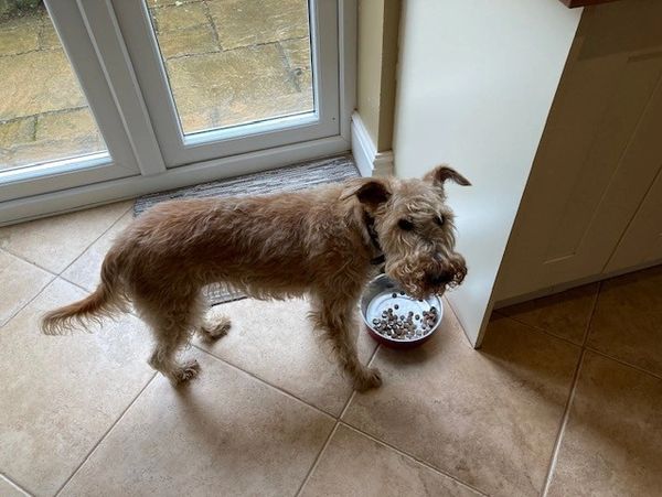A scruffy dog standing near its food bowl on a tiled floor.