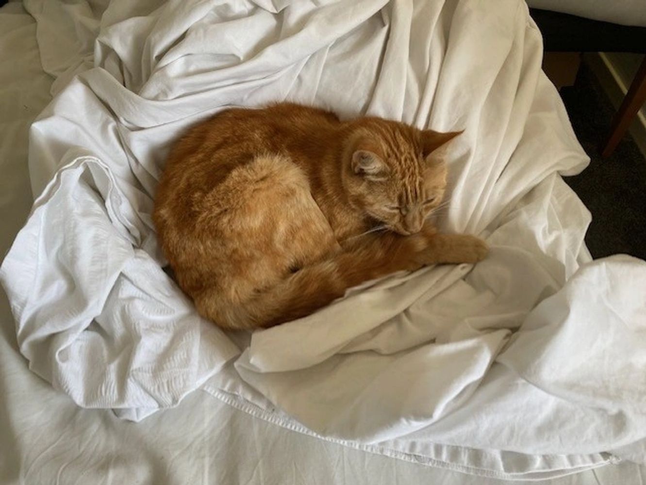 A ginger cat curled up on a white bed sheet, sleeping peacefully.
