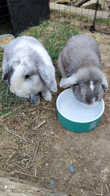 Garde lapins à domicile, pet sitting NACs, visite animaux Morbihan Finistère Bretagne.