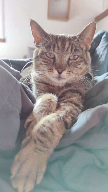 Visite et garde chat à domicile, pet sitting félin Quimperlé Lorient Le Faouët Bretagne.
