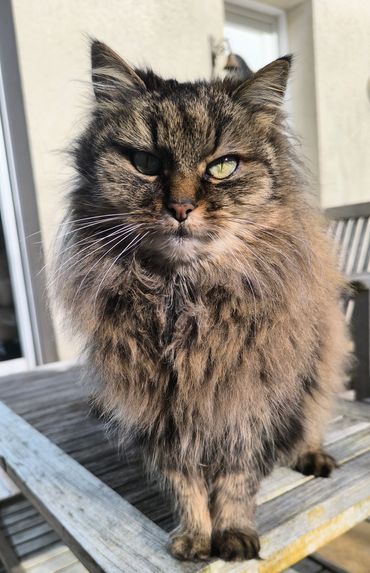 Visite à domicile chat, pet sitting chats Morbihan Finistère, garde animaux à domicile.