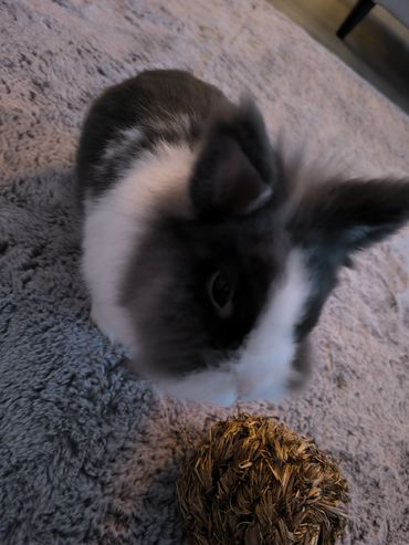 Garde lapin NAC à domicile, pet sitting visite animaux Quimperlé Lorient Morbihan.