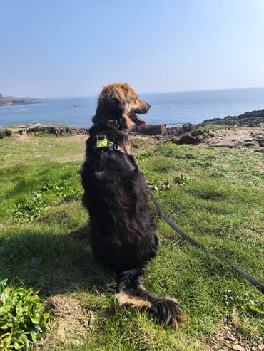 Promenade chien bord de mer, pet sitting garde à domicile Morbihan Finistère Bretagne.