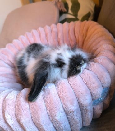 Garde lapin NAC à domicile, pet sitting Morbihan Finistère, visite animaux Bretagne.
