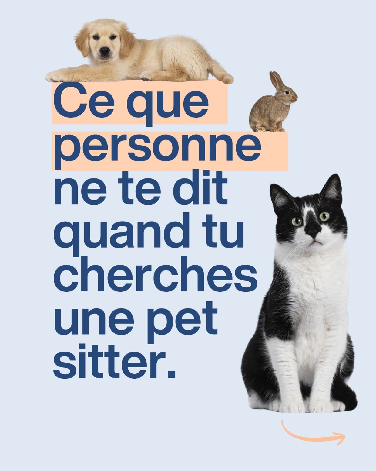 Pet sitting, les erreurs à éviter, professionnel, garde d'animaux, Quimperlé, Lorient, Lanester.
