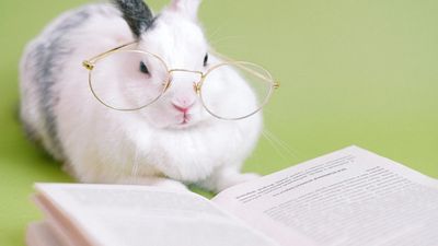 Lapin devant un livre sur fond vert pour illustrer deux outils la lecture et la méditation animale.