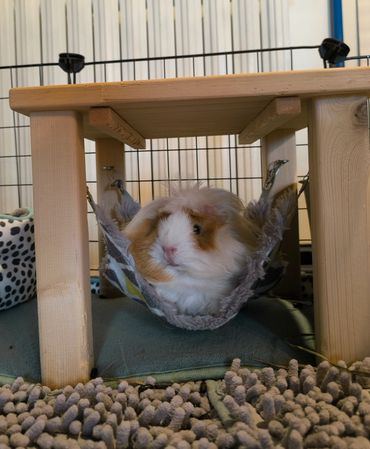 Garde cochon d'Inde NAC à domicile, pet sitting animaux Lorient Quimperlé Morbihan.