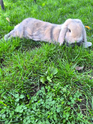 Garde lapin NAC à domicile, visite pet sitting Quimperlé Lorient Le Faouët Morbihan.