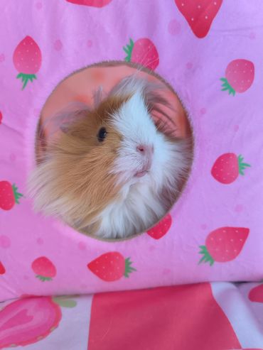 Garde cochon d'Inde NAC à domicile, pet sitting animaux Morbihan Finistère Bretagne.